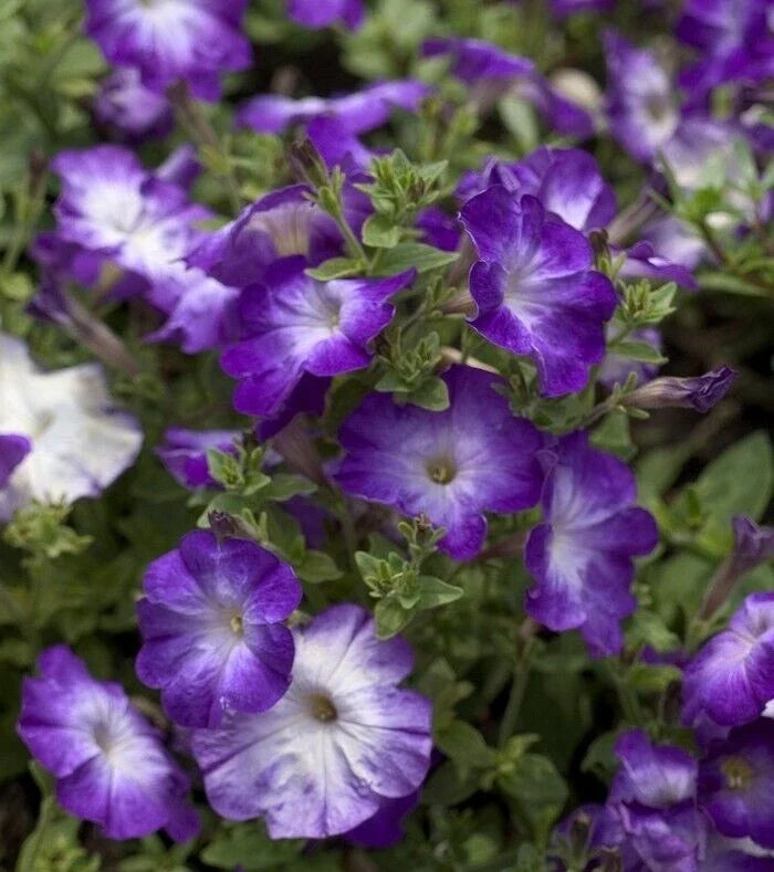 Petunia Seeds 25 Pelleted Seeds Melin Blue Morn Petunia × atkinsiana Vibrant Blue Blooms for Garden and Containers