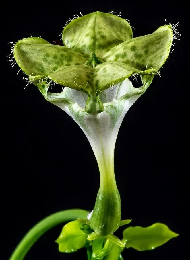 Ceropegia Sandersonii Parachute Plant - 3.5" Well-Rooted Indoor Succulent - Unique Trailing Vine for Home Decor