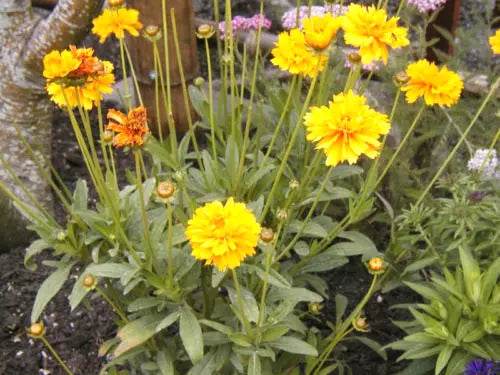 Coreopsis Seeds - 239 Count - Lance-Leaf Yellow Perennial - Coreopsis verticillata - Drought-Tolerant Flower Seeds