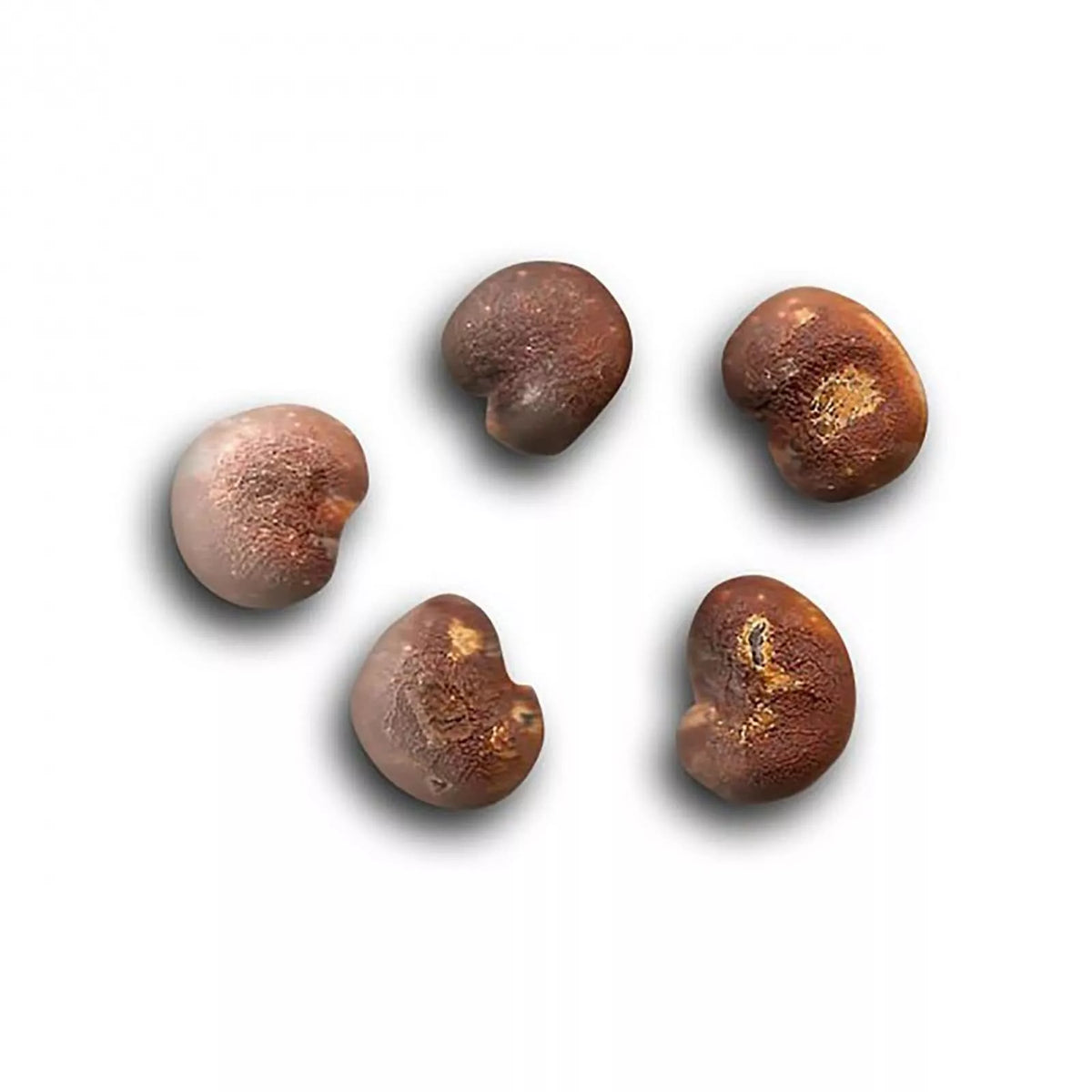 African Baobab Seeds - 10 Seeds - Unique Gardening Seeds for Adansonia digitata - Rare Exotic Planting Seeds