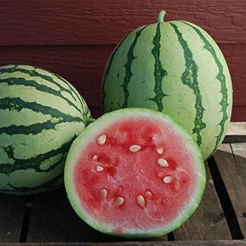 Queen of Dixie Watermelon Seeds - 10 Pack, Vibrant Green and Yellow Skin, Citrullus lanatus for Home Gardens