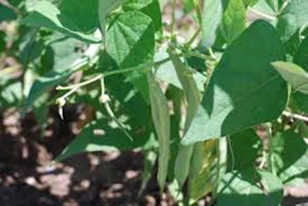 Black Turtle Pole Bean Seeds - Heirloom Variety, 20+ Seeds, Phaseolus vulgaris, Great for Vertical Gardening and Cooking
