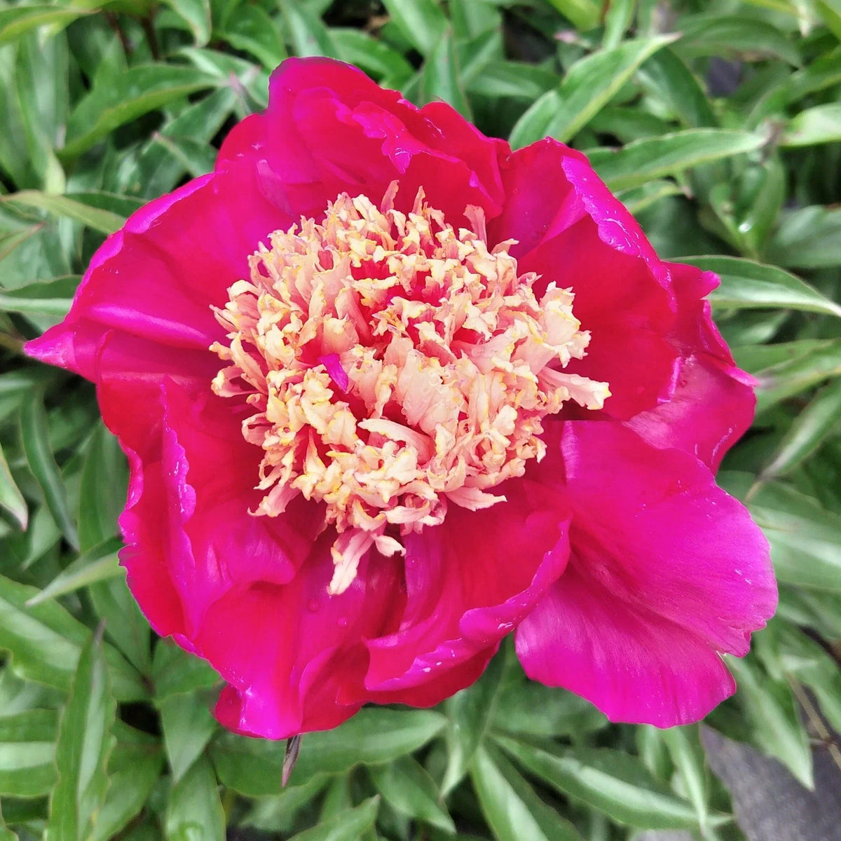Herbaceous Peony Large Root "Winnifred Domme" 5-7 Eyes Paeonia lactiflora, Fall Shipping, Perennial Flower, Pink Blooms