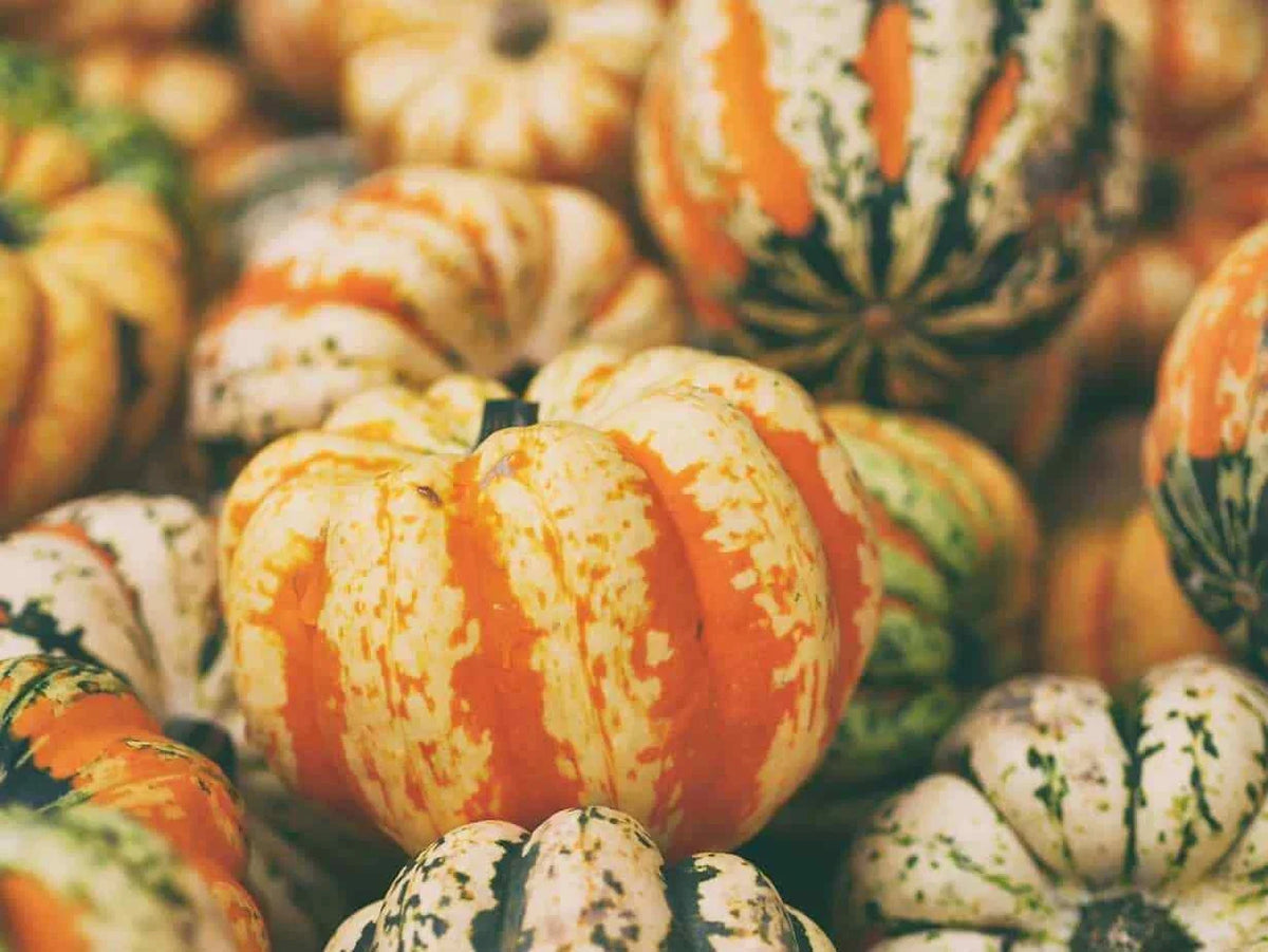 Celebration Winter Squash Seeds - Fresh Packet - Cucurbita maxima - Sweet Flavor for Soups & Roasting