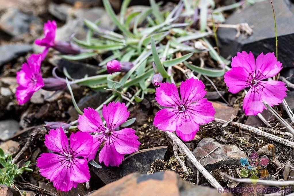 Dianthus Repens Seeds - 200+ Pack - Carnation Flower Seeds - USA Grown - Perennial Garden Planting