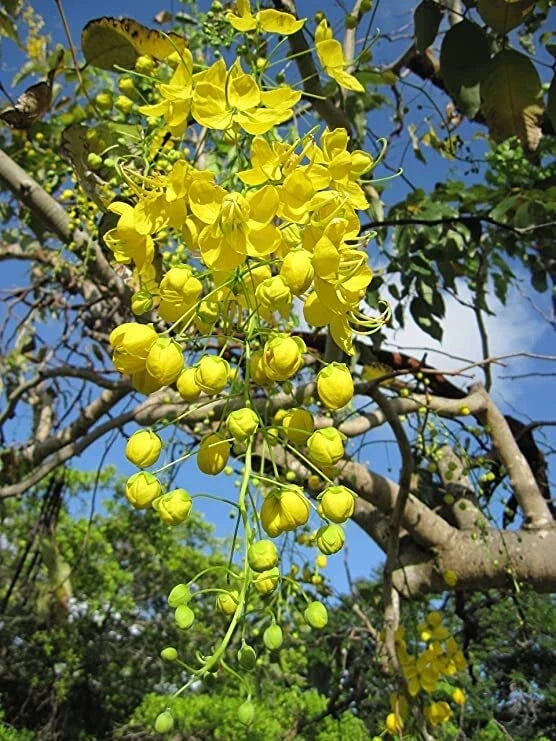 Golden Shower Tree Seeds (30 Seeds) - Weeping Yellow Bloom, Cassia fistula, Tropical Flowering Tree for Garden Landscaping