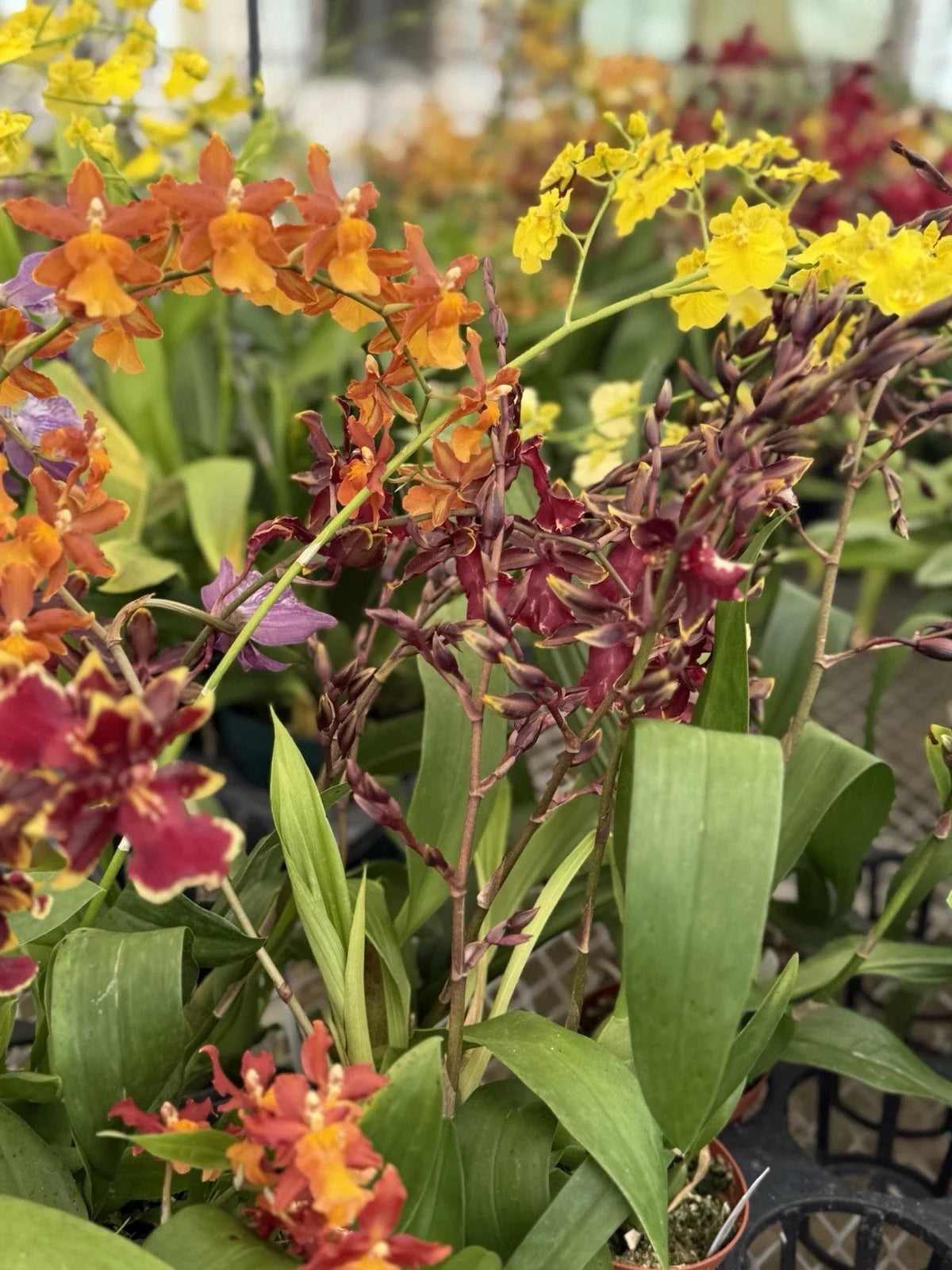Orchid Plant in 2-3" Pot, Blooming Variety, Orchidaceae, Indoor Decor, Gift Idea