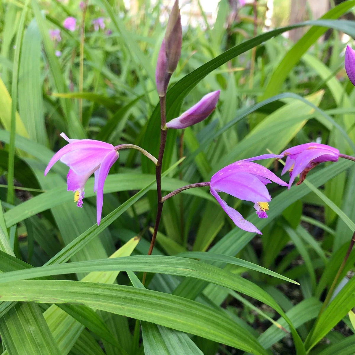 Hardy Ground Orchid Live Starter Plant Bletilla ‘Kate’ Pink-Lavender Blooms Cold-Tolerant Perennial Orchid for Shade Gardens