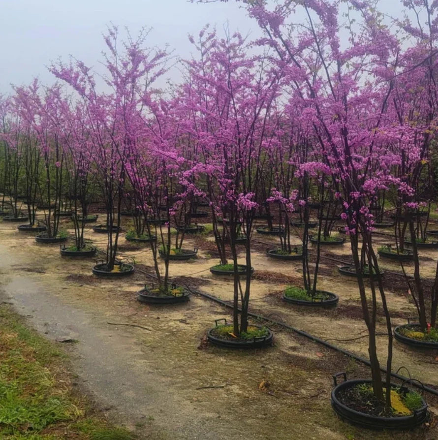 Set of 4 Eastern Redbud Trees - 6-12" Bare Root Seedlings - Cercis Canadensis - Pink Flowering Deciduous Tree