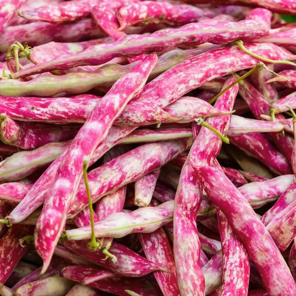 Pink Cranberry Bean Seeds | Dwarf Taylor Horticultural Borlotti Pinto | Phaseolus vulgaris | Non-GMO Seed Packet