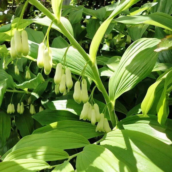 Bare-root Solomon's Seal Plants - Polygonatum biflorum - Perennial Shade Garden Ground Cover - Low Maintenance, Attracts Pollinators
