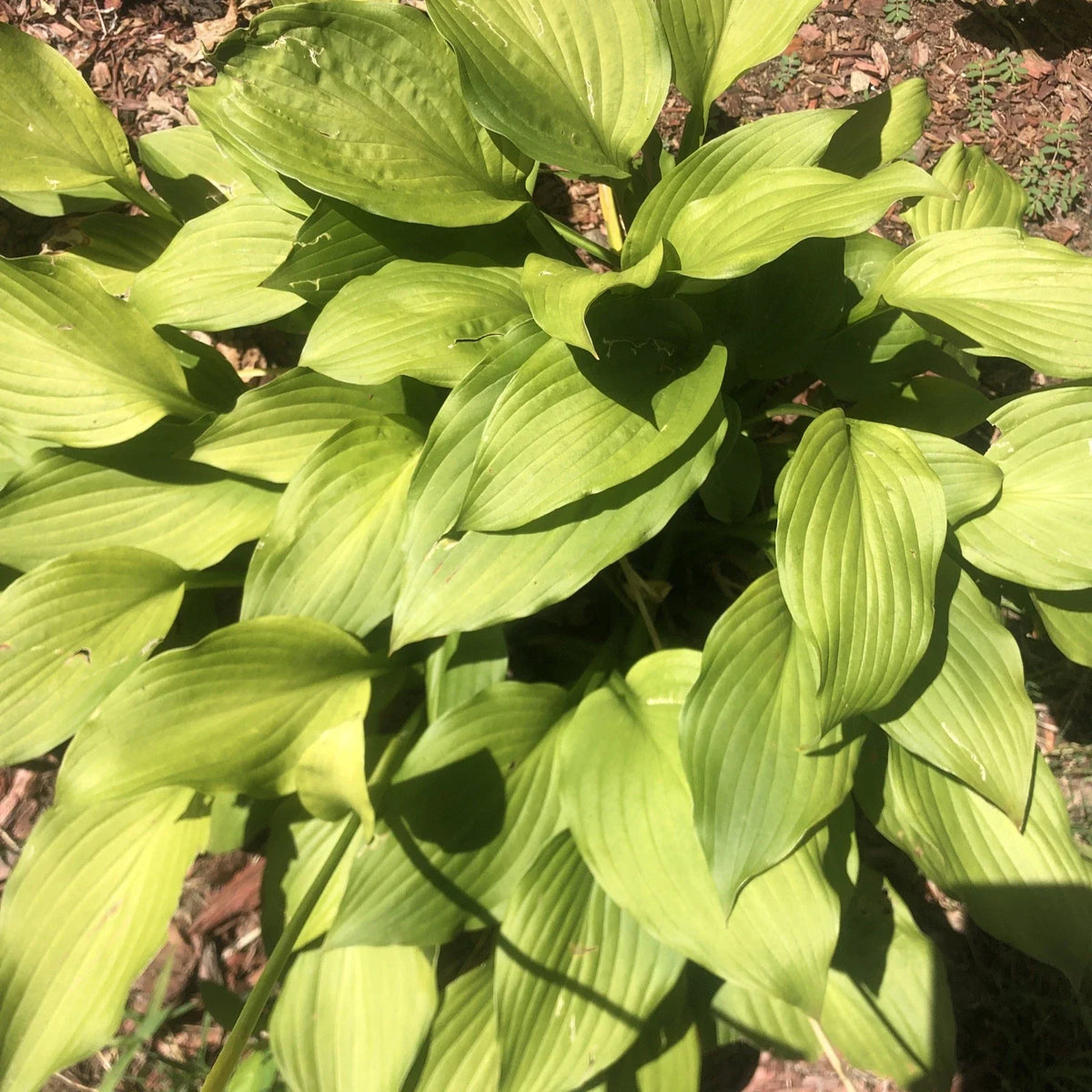 Golden Tiara Hosta Plant - Bare Root Shade Perennial with Purple Flowers - Hosta 'Golden Tiara' for Garden Borders