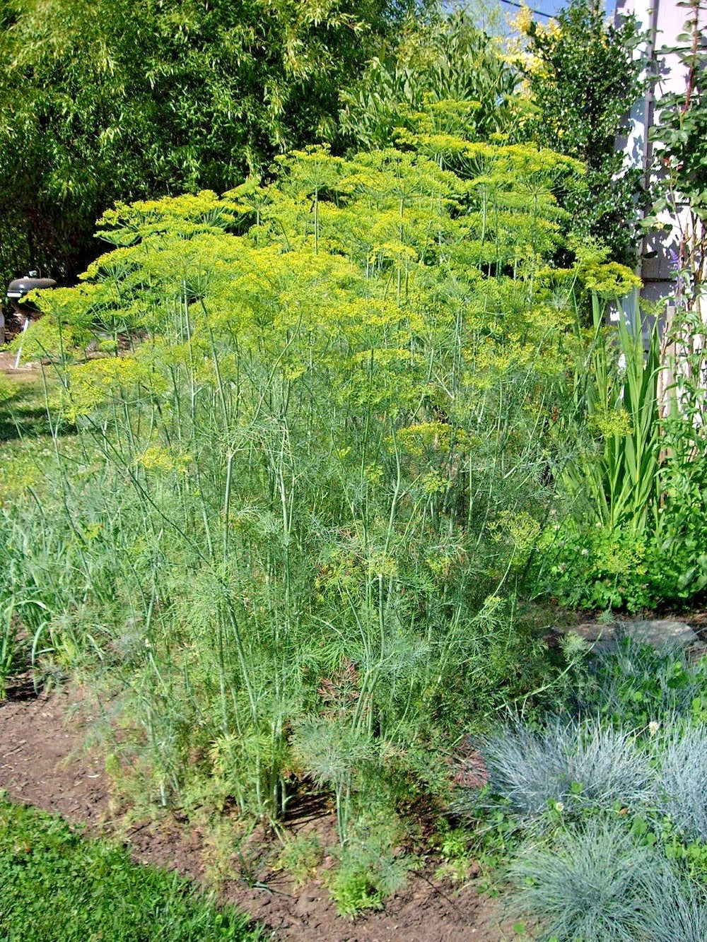 MAMMOTH Long Island Dill Seeds - 301+ Seeds - Culinary & Medicinal Herb - Anethum graveolens - Ideal for Garden & Containers