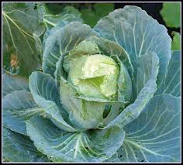 Cabbage Seeds - 50+ Heirloom Golden Acre - Non-GMO Brassica oleracea - Compact, Flavorful Variety for Home Gardens