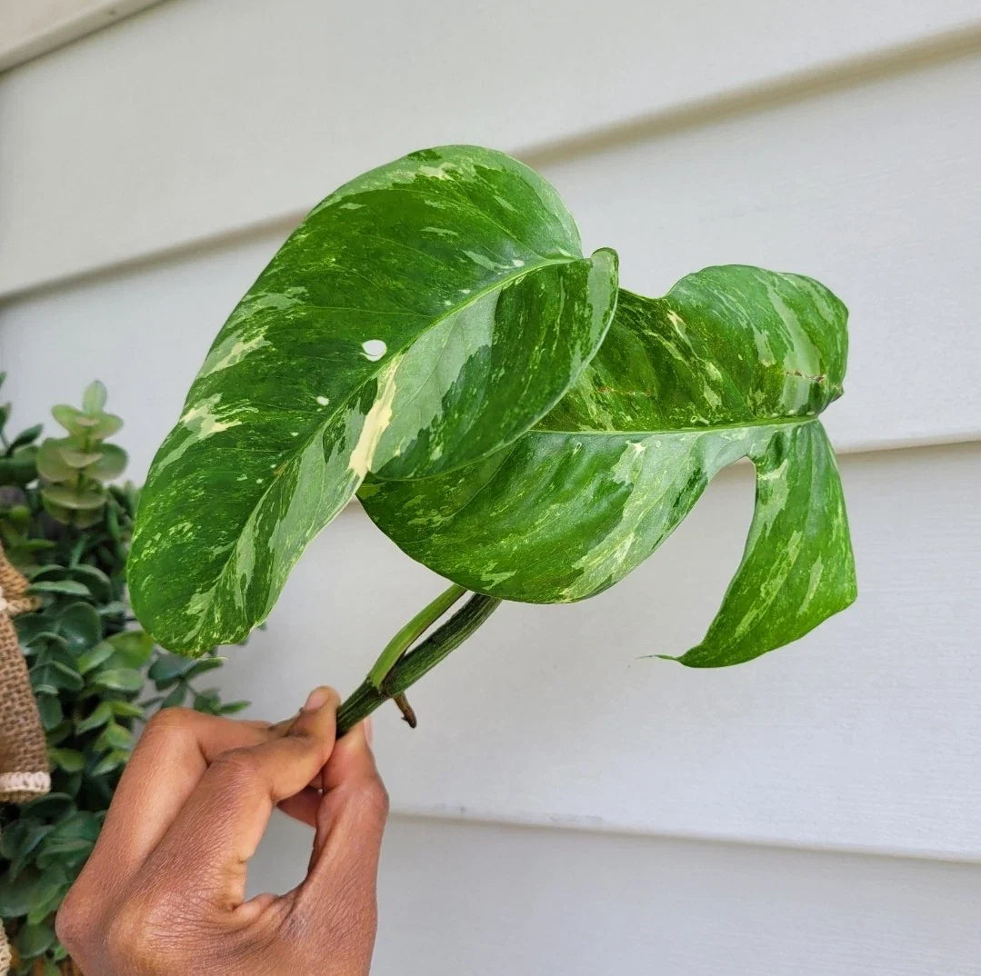 Rooted Cutting Variegated Albo Pothos - Epipremnum Pinnatum - Rare Live Plant for Indoor Houseplant Decoration