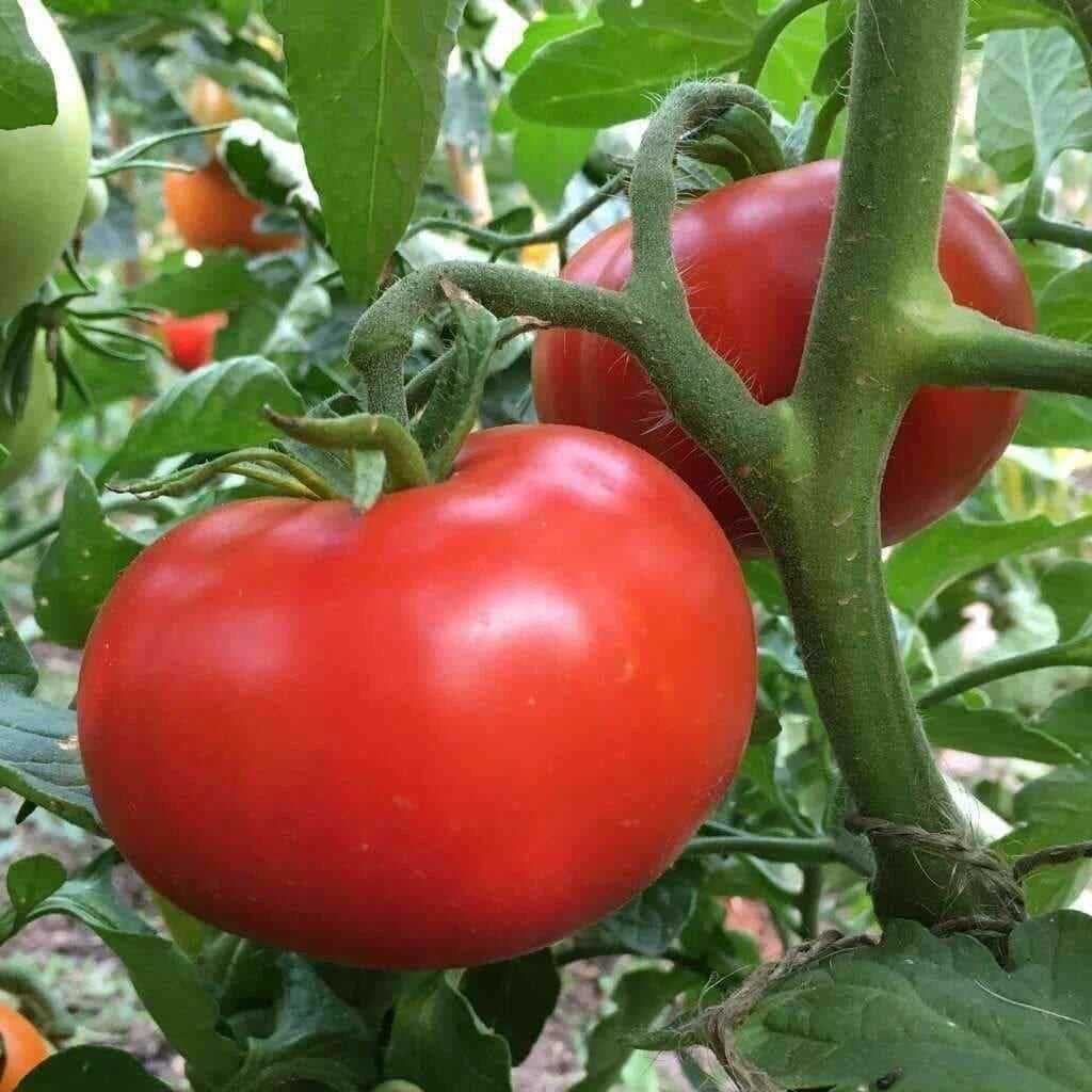 Sub Arctic Plenty Tomato Seeds - 25 Seeds - Early Ripening Variety - Solanum lycopersicum - Medium Red Tomatoes