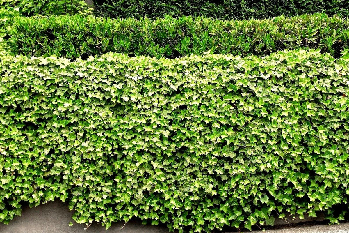 English Ivy Roots - 5 Live Plants - Green Ground Cover - Hedera helix - Ideal for Pots & Patios - Climbing Vine