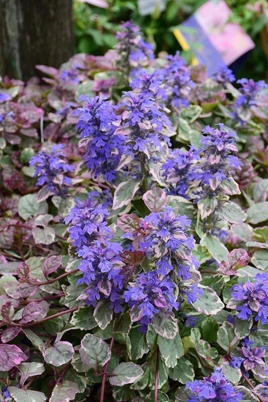 Ajuga Groundcover Plant 4" Pot, Burgundy Glow Variegated Foliage with Purple-Blue Flowers, Ajuga reptans