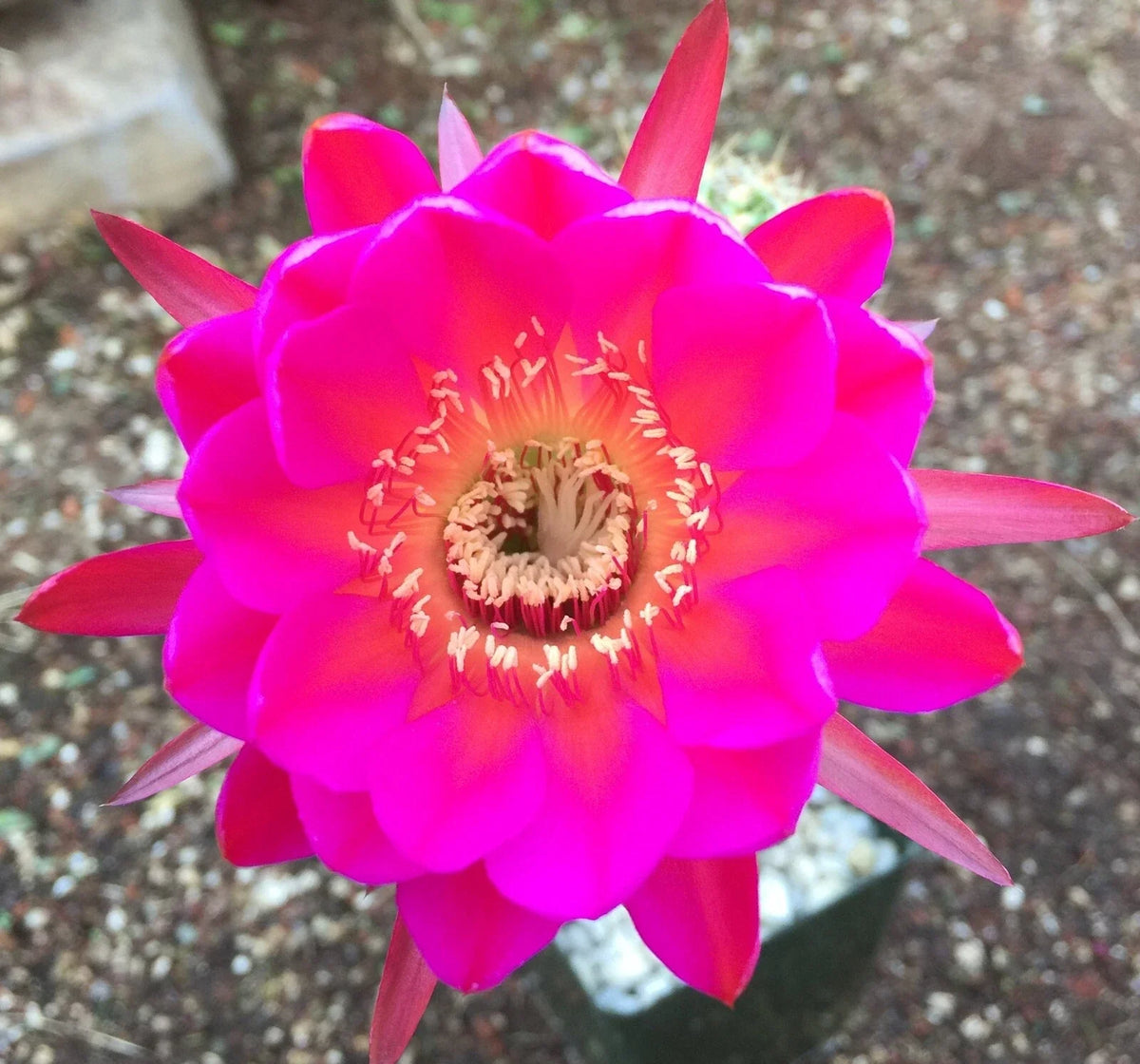Echinopsis Schick Scheherazade Cactus Unrooted Buds 2" Pot - Expert Variety for Unique Indoor Outdoor Displays