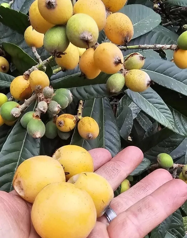 Loquat Fruit Trees Set of 5 - Evergreen Seedlings, Eriobotrya japonica, Fast-Growing for USDA Zone 8 Outdoor Planting
