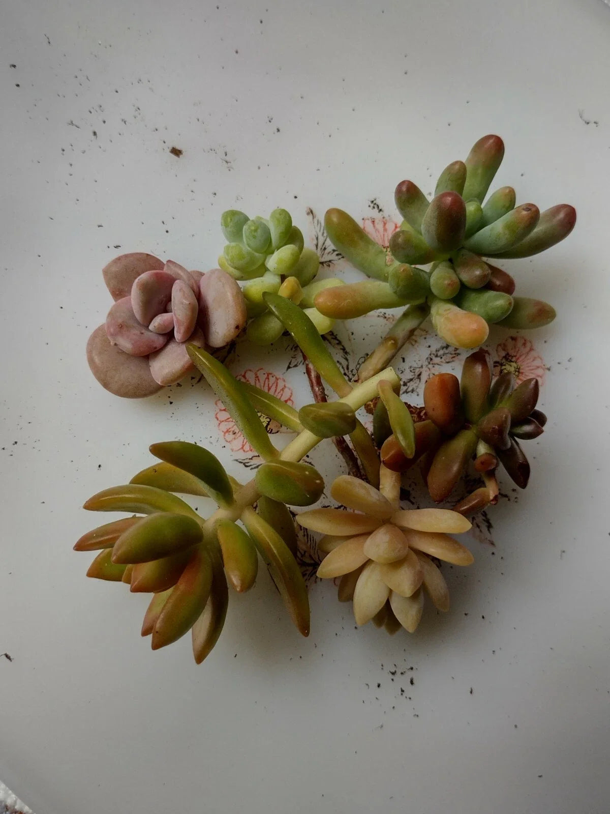 Assorted Succulent Cuttings - Six Varieties for DIY Arrangements - Perfect for Home Decor - Various Species