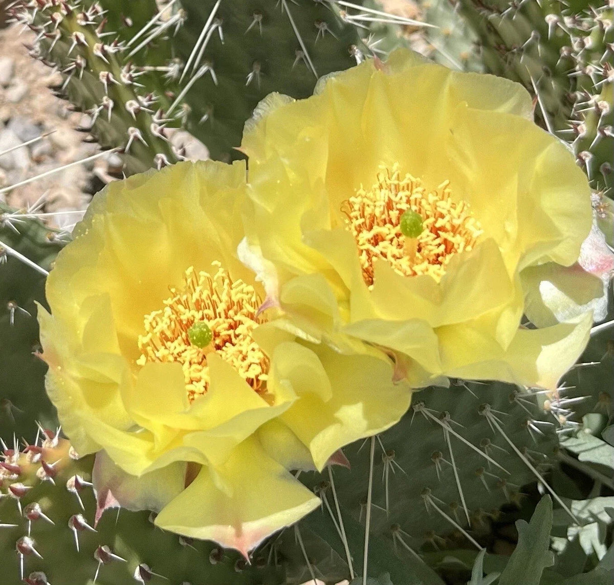 Plains Prickly Pear Cactus Cutting, Cold Hardy Opuntia polyacantha, Drought-Tolerant Succulent for Garden, Low Maintenance Plant
