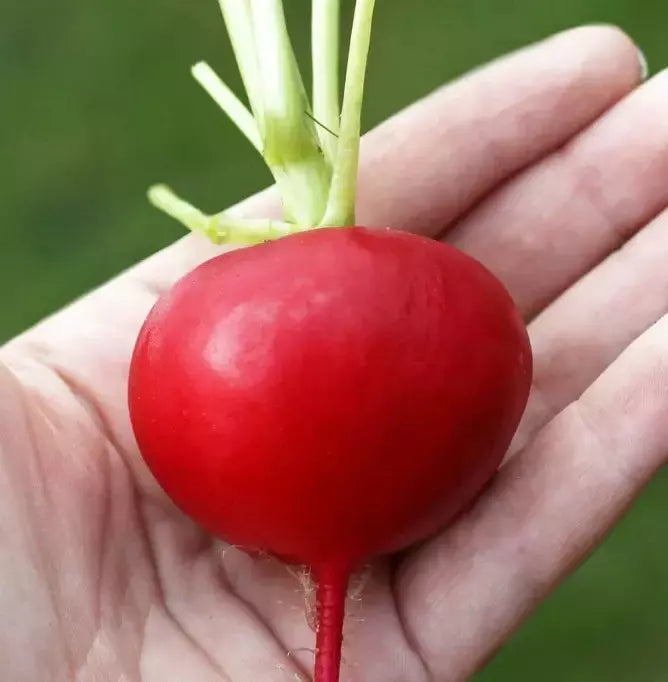 German Giant Radish Seeds - 50+ Organic Heirloom Non-GMO - Raphanus sativus Vegetable Seeds for Gardening and Salads