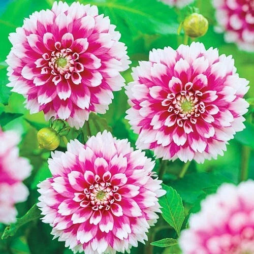 25 Fuzzy Wuzzy Dahlia Seeds | Perennial Colorful Blooms | Dahlia pinnata | Easy to Grow, Attracts Pollinators