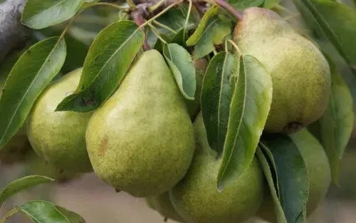 Packham's Triumph Pear Seeds - 25 Pack - Pyrus communis - Sweet Juicy Pears for Home Gardens - Easy to Grow