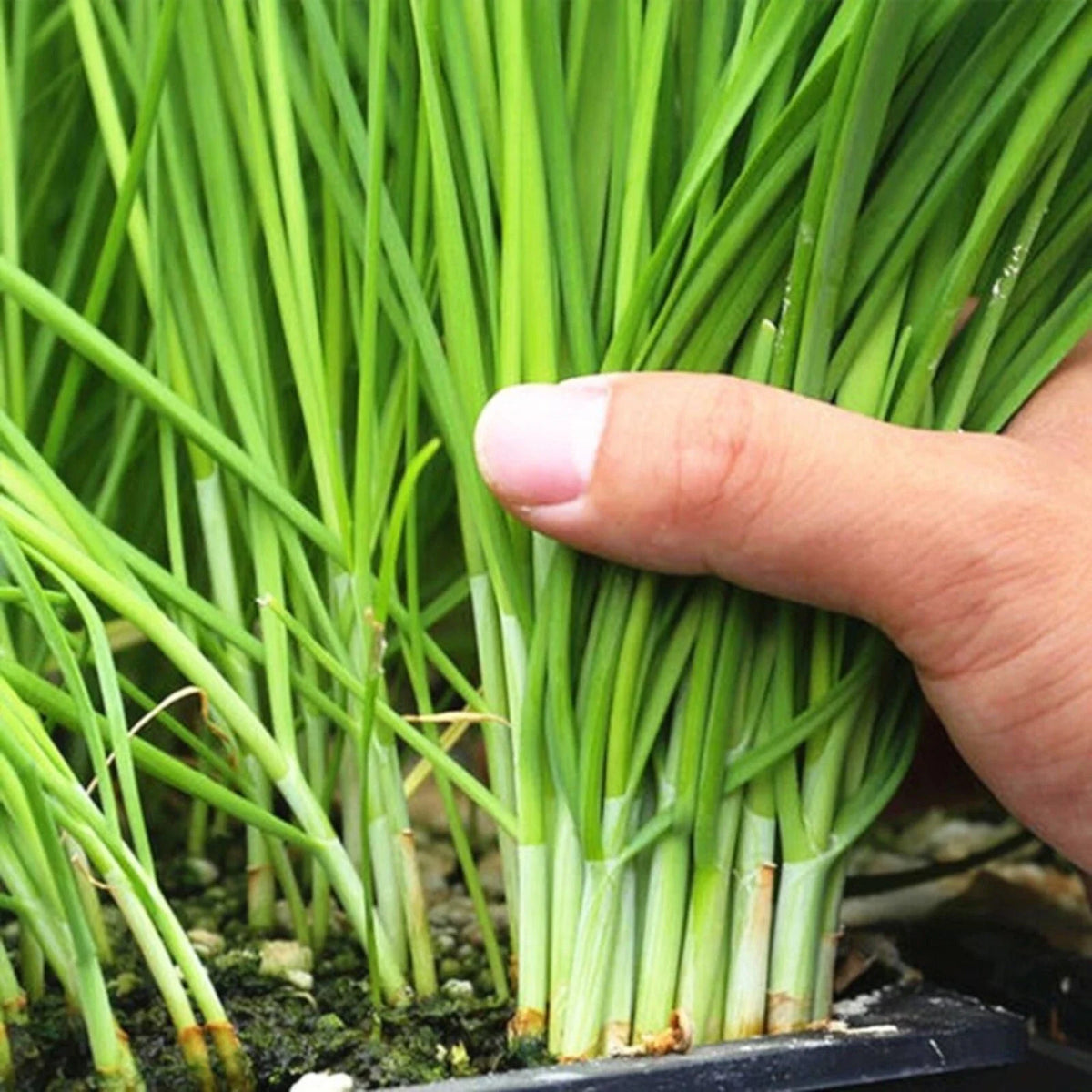 Garlic Chive Seeds - 500 Heirloom Non-GMO Chinese Chives - Allium tuberosum - Culinary Herb for Garden or Pots