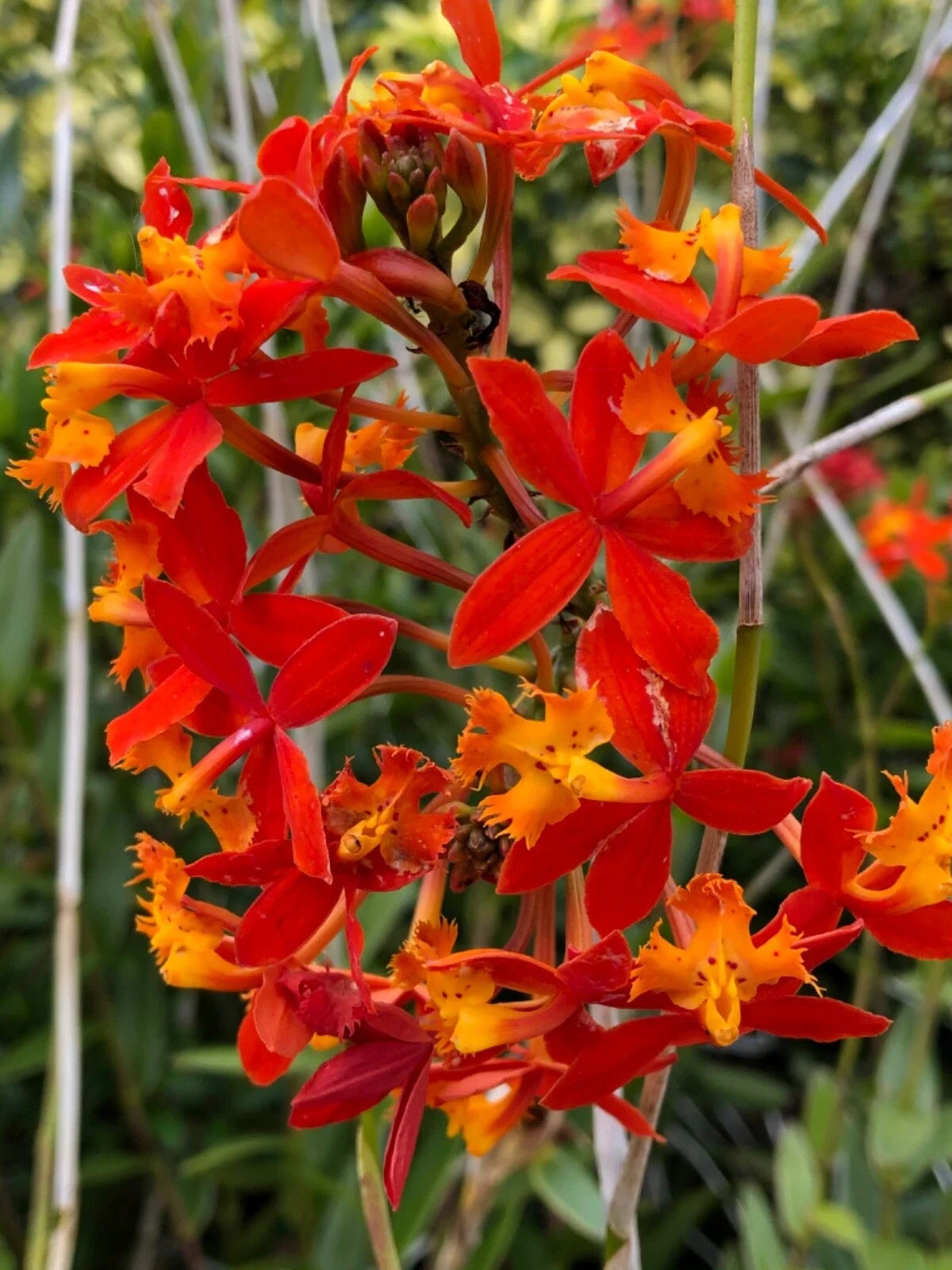 Epidendrum Radicans Orange Orchids - 2 Live Cuttings - Tropical Orchid Plant - Bright Orange Blooms