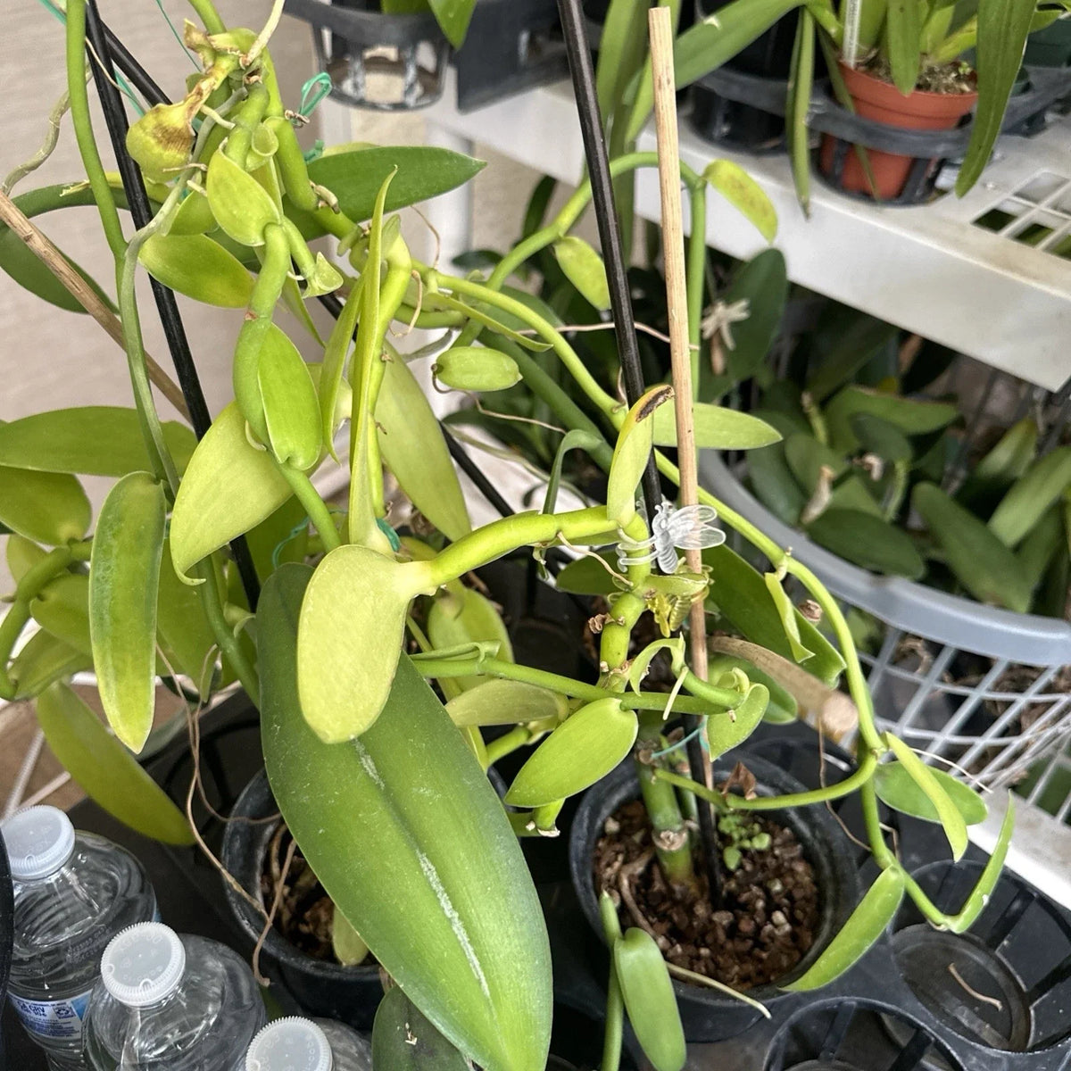Vanilla Bean Orchid Cutting - 10” Fresh Cutting - Vanilla Planifolia - Aromatic Tropical Plant for Home & Garden