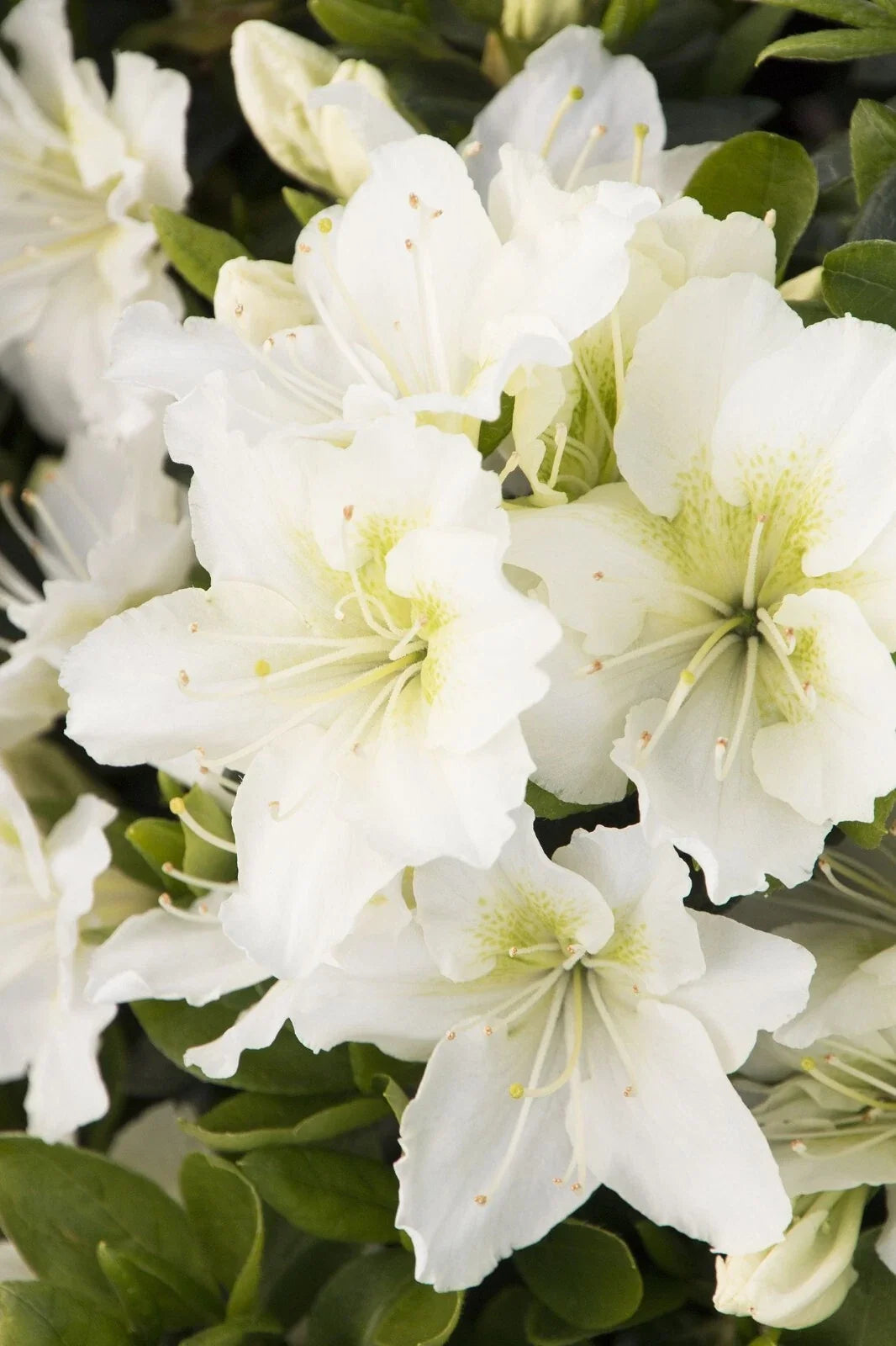 Small Rooted Azalea Starter Plant - Snow Variety - Rhododendron spp. - White Blooms - Deciduous for Garden Borders & Containers