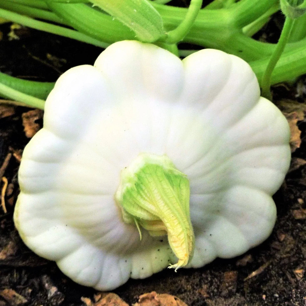 Early White Patty Pan Seeds - Heirloom Bush Scallop Squash - Cucurbita pepo - 2025 Planting, Compact & High Yield