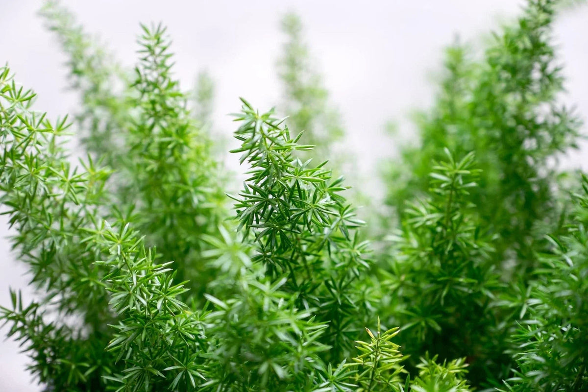 Emerald Fern Seeds - 6 Seeds, Foxtail Fern, Asparagus sprengeri, Tropical Indoor Plant for Easy Gardening
