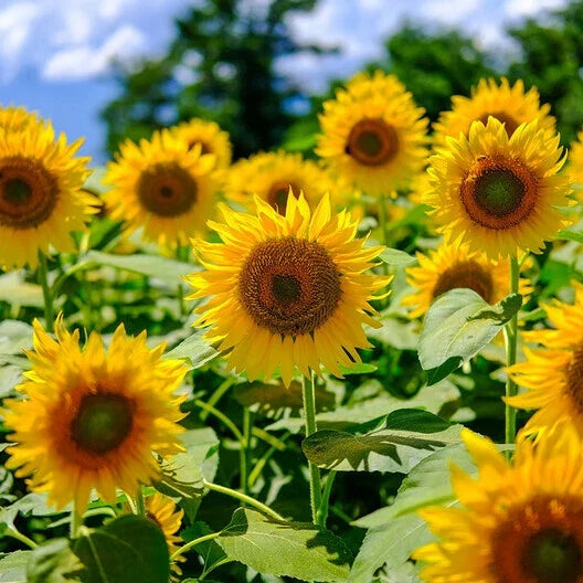 Mammoth Grey Sunflower Seeds - 50 Non-GMO Heirloom Seeds - Helianthus annuus - Edible, Attracts Pollinators