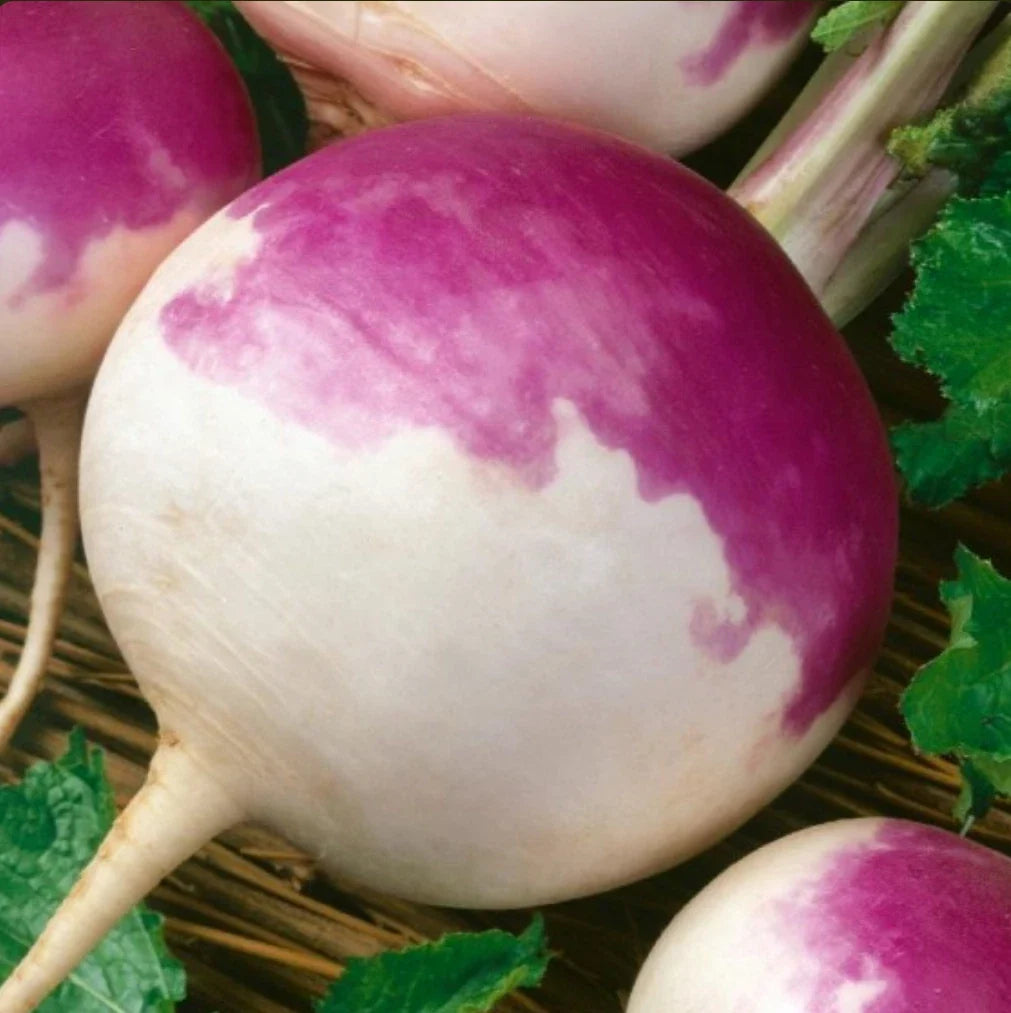 Turnip Seeds 2000 Count Purple Top White Non-GMO Heirloom Brassica rapa, Easy to Grow for Home Gardens and Farming