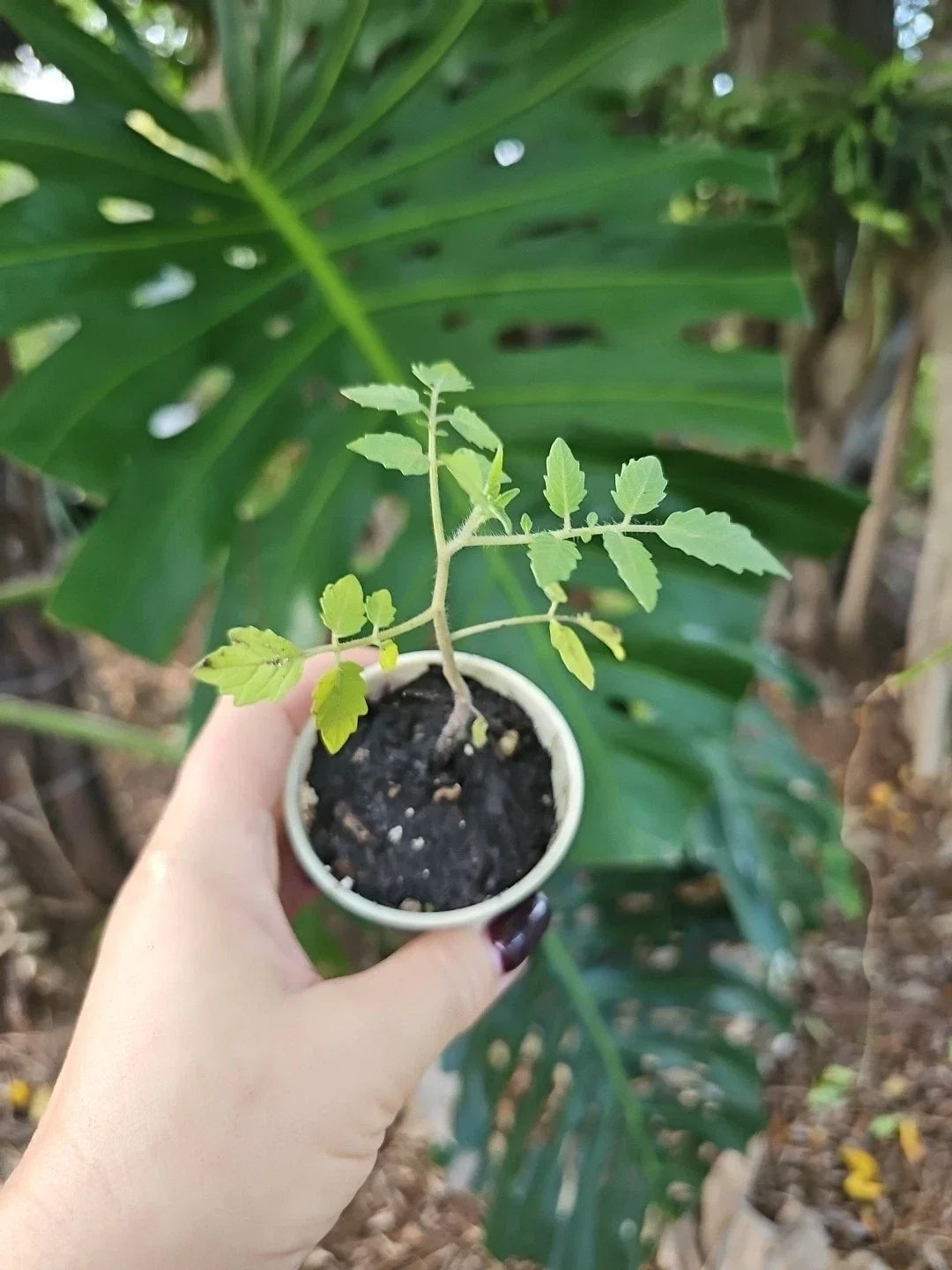 Florida Everglades Cherry Tomato Live Plant, Organic, 3" Pot, Solanum lycopersicum - Sweet & Prolific Tomato for Home Gardening