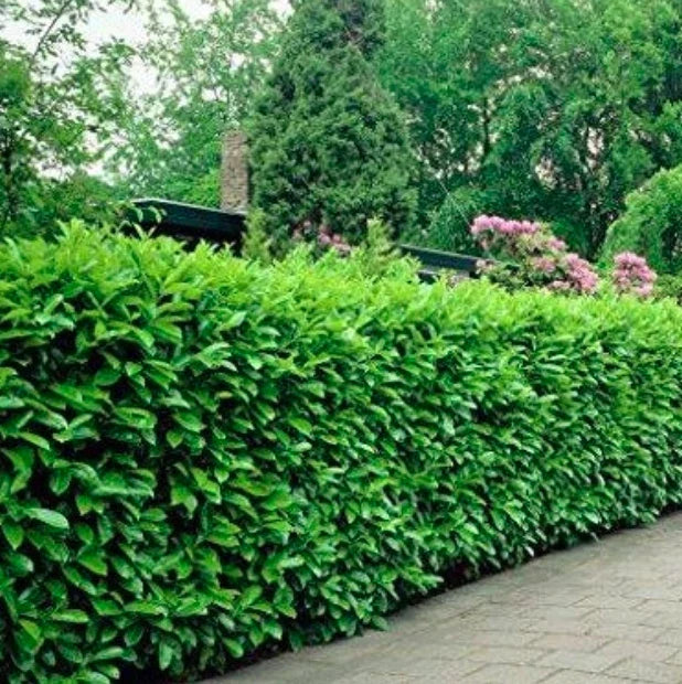 Rooted Cuttings Euonymus Shrubs 3-Pack Manhattan Variegated Euonymus fortunei 'Manhattan' Fast-Growing Garden Plants