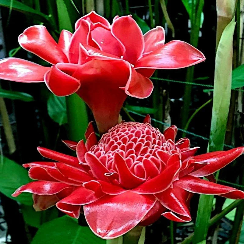 10 Red Torch Ginger Seeds - Etlingera elatior - Rare Tropical Flower Seeds for Garden