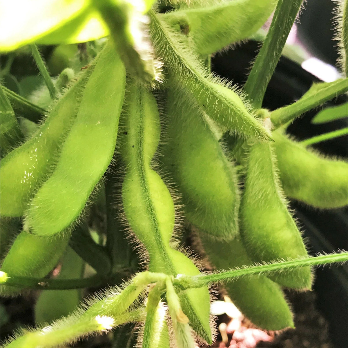Midori Giant Edamame Seeds | 50 Non-GMO Soybean Seeds | Glycine max | Asian Vegetable Seeds for Home Gardening