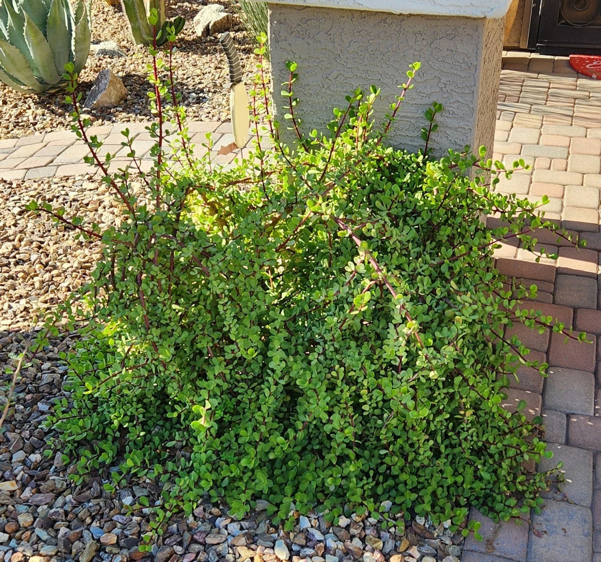 Live Succulent Cuttings Lot (5) - Portulacaria Afra "Mammoth" Elephant Plant - Drought Tolerant, Easy Care Succulent