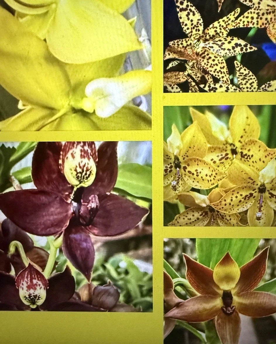 Cycnoches Orchid Plant, Bare Root Cyc Hybrid, Exotic Blooms, Low Maintenance, Ideal for Home Decor