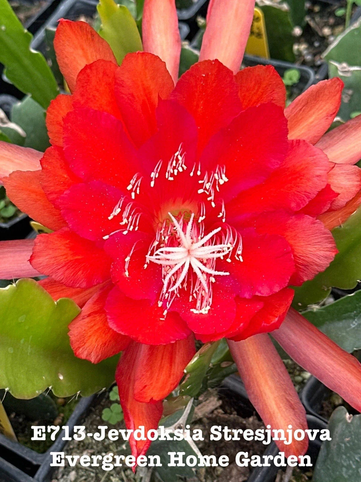 Rooted Epiphyllum Orchid Cactus 4” Starter Pot - Jevdoksia Stresjnjova - Indoor Succulent Plant - Easy Care Houseplant