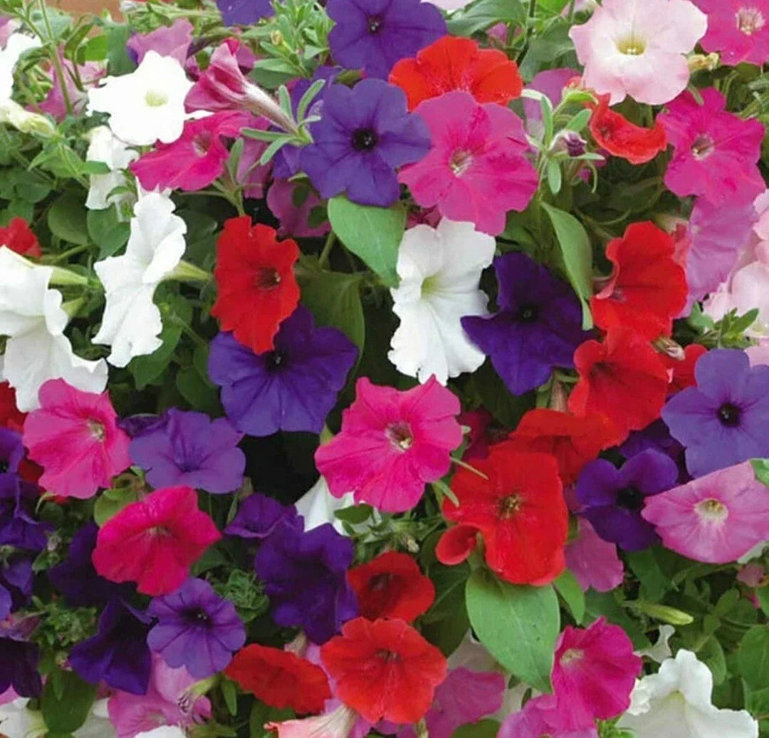 Petunia Flower Seeds Mix - 100 Count, Colorful Annuals for Garden Planting, Petunia × atkinsiana, Non-GMO, Easy to Grow