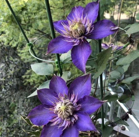 Purple Clematis Seeds - 39 Pcs Perennial Flowering Vine - Large Purple Blooms - Clematis 'Jackmanii'