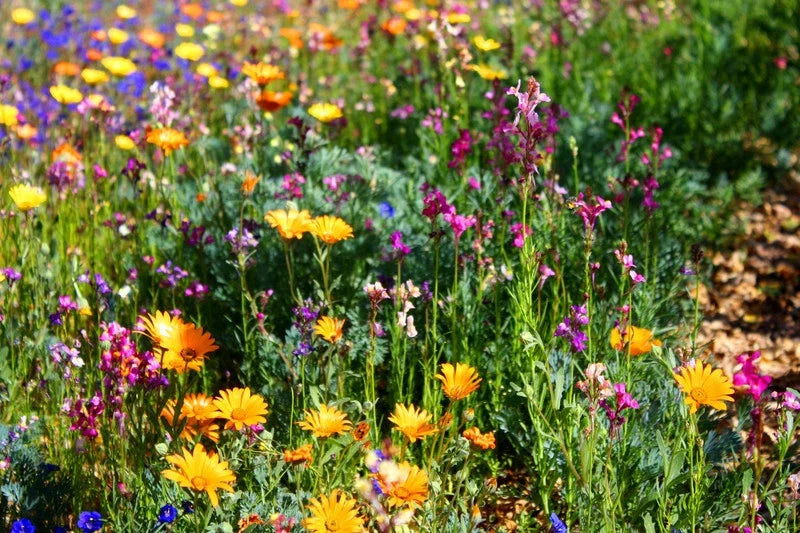 North American Wildflower Mix Seeds - Native Pollinator Blend - Non-GMO - Various Species - 500 Seeds per Packet