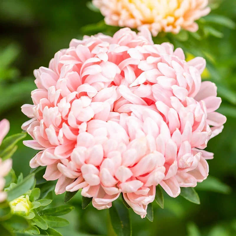 Peony Seeds Pack - Duchess Apricot Variety - Non-GMO - Paeonia 1233 - Easy to Grow for Gardens and Borders