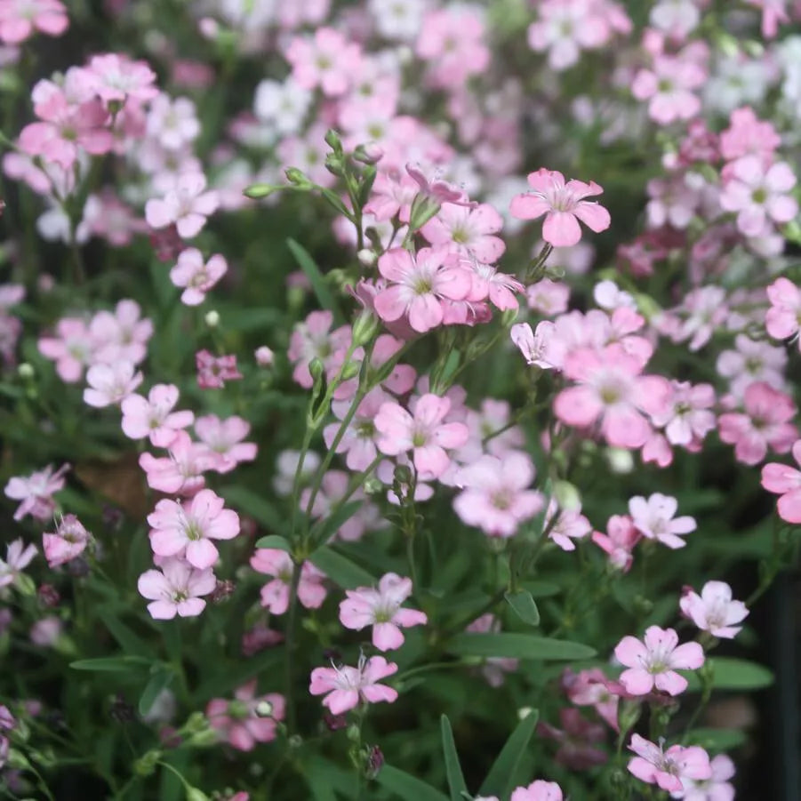 325 Seeds Baby's Breath Pink Annual Flower, Gypsophila elegans, Non-GMO, USA Grown Seed Pack for Garden & Arrangements
