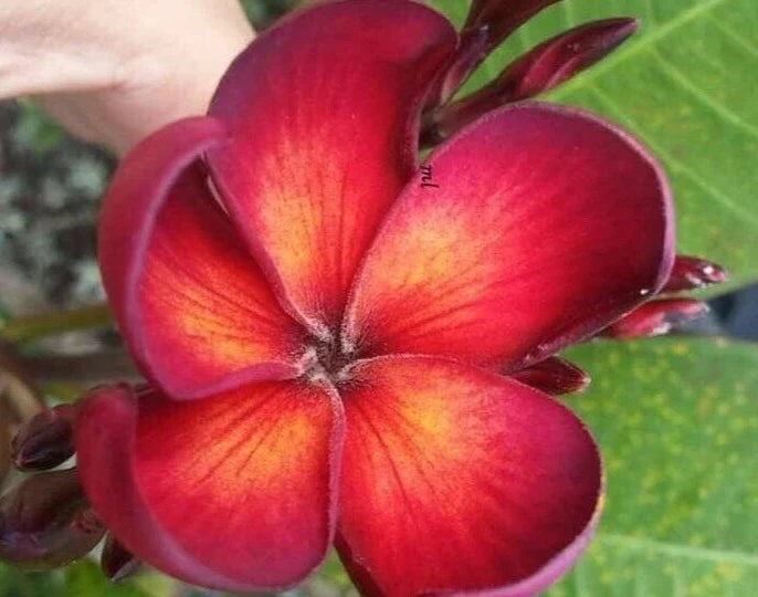 Jamaican Fire Plumeria Cutting - 3 Tip - Fragrant Red-Orange Flowers - Plumeria rubra - Tropical Flowering Plant